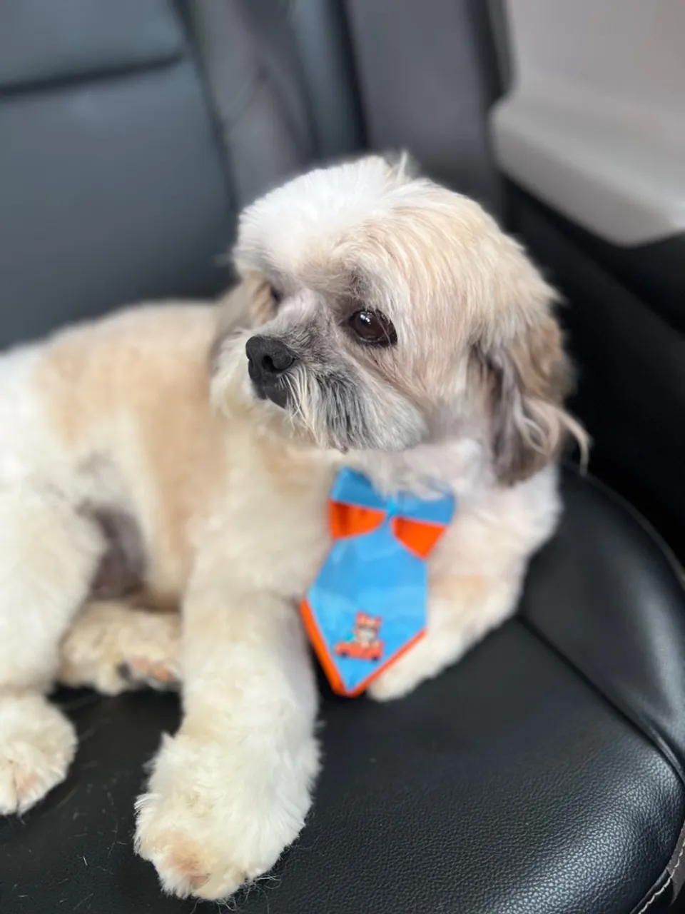 Shih Tzu dócil e castrado. 