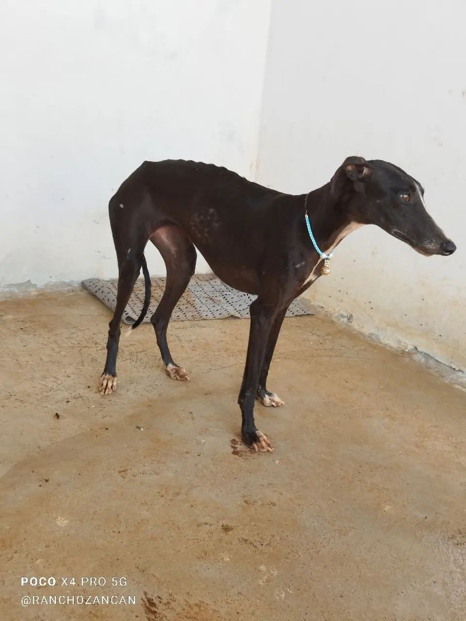 Galgo italiano  - Foto 2