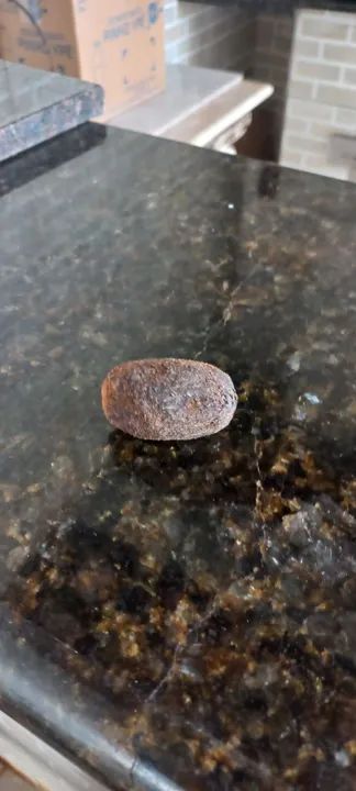 Vendo sementes da palmeira Bismarck .