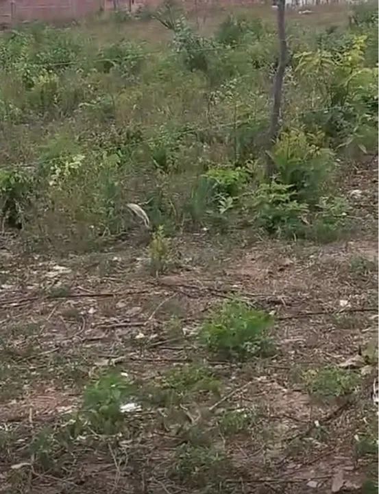 Terreno no Gapara loteamento no residencial Luís bacelar  - Foto 3