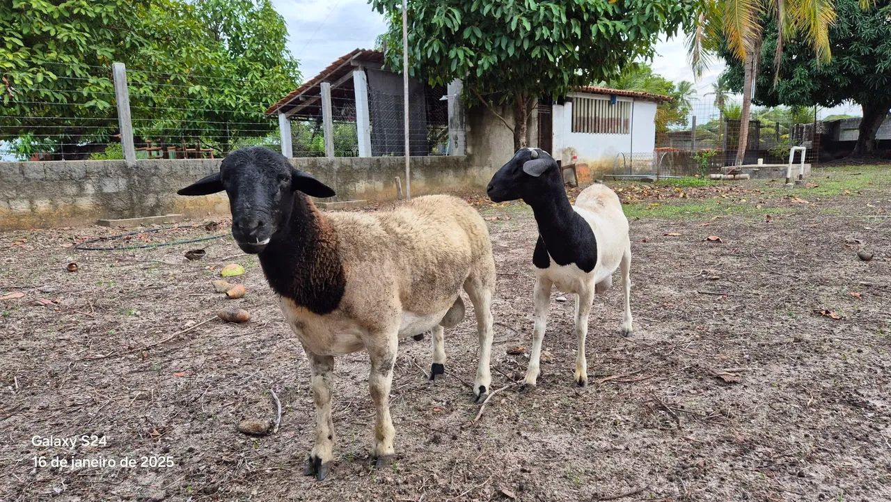 Vendo carneiros da raça Dorper PO (puro de origem) e 3/4 - Foto 2