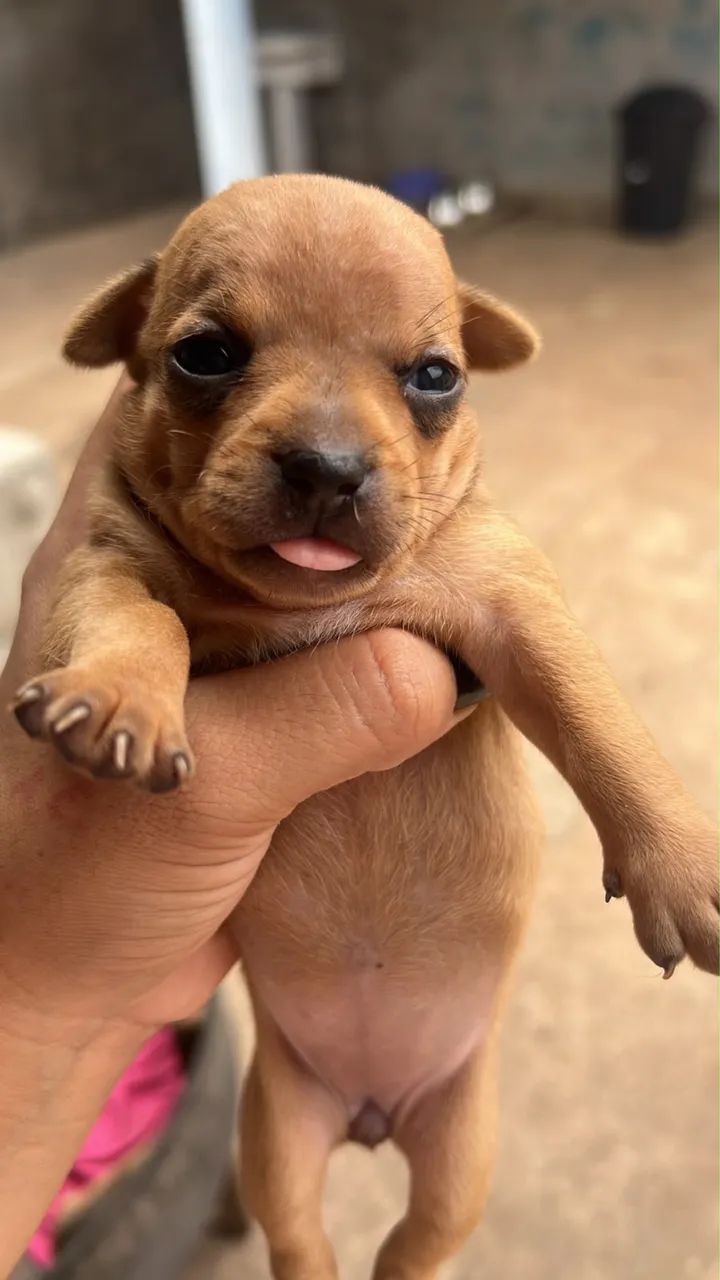 Pinscher  - Foto 5