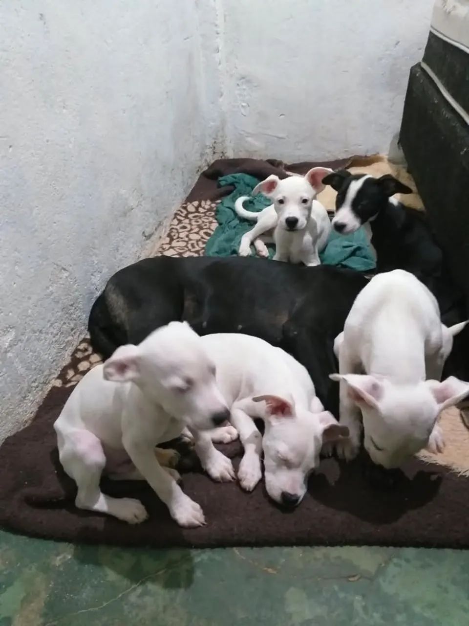 Pitbull - Foto 2