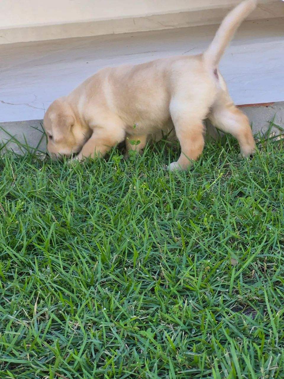 Filhote de labrador - Foto 2