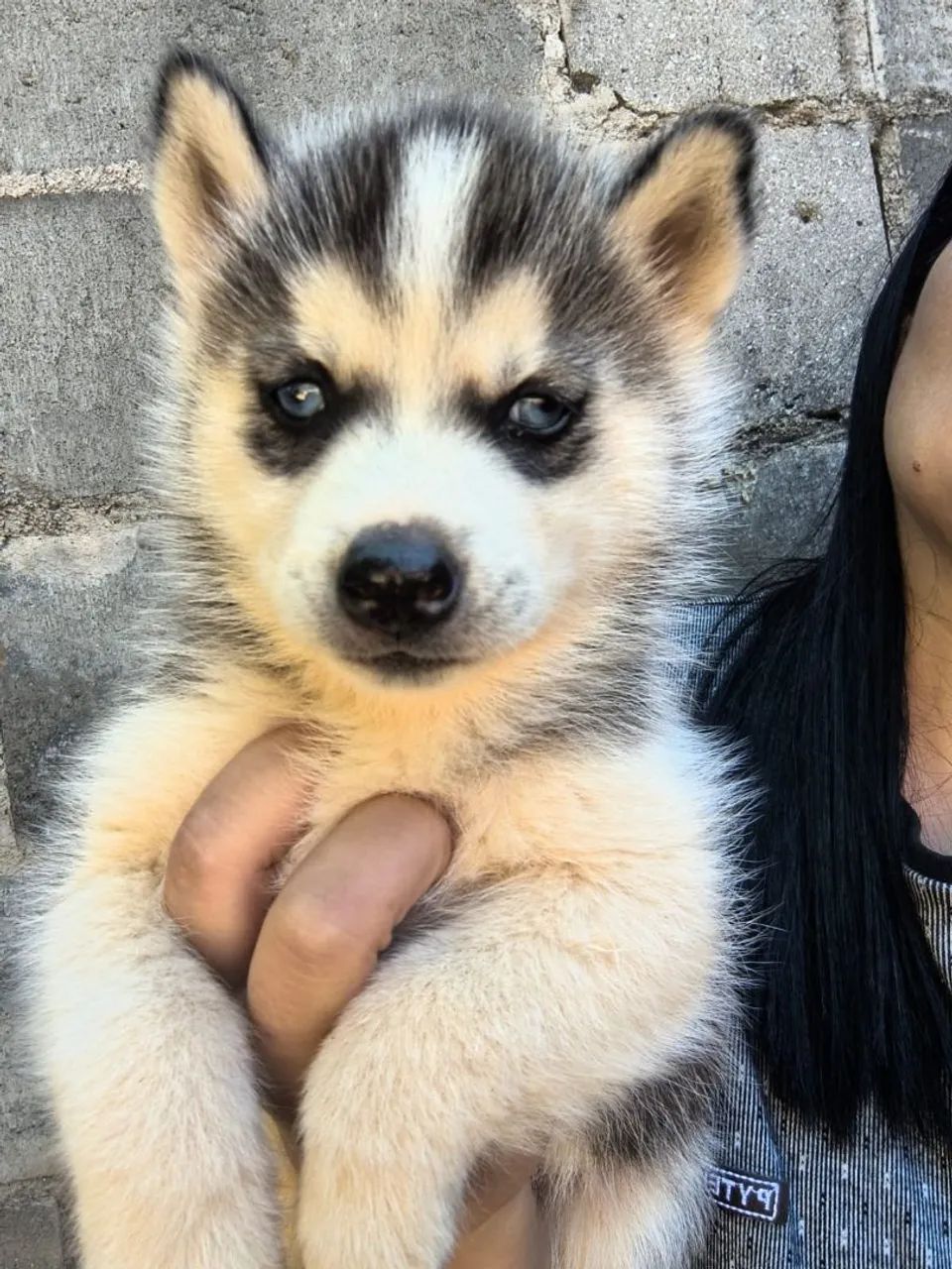 Husky siberiano (filhote) - Foto 2