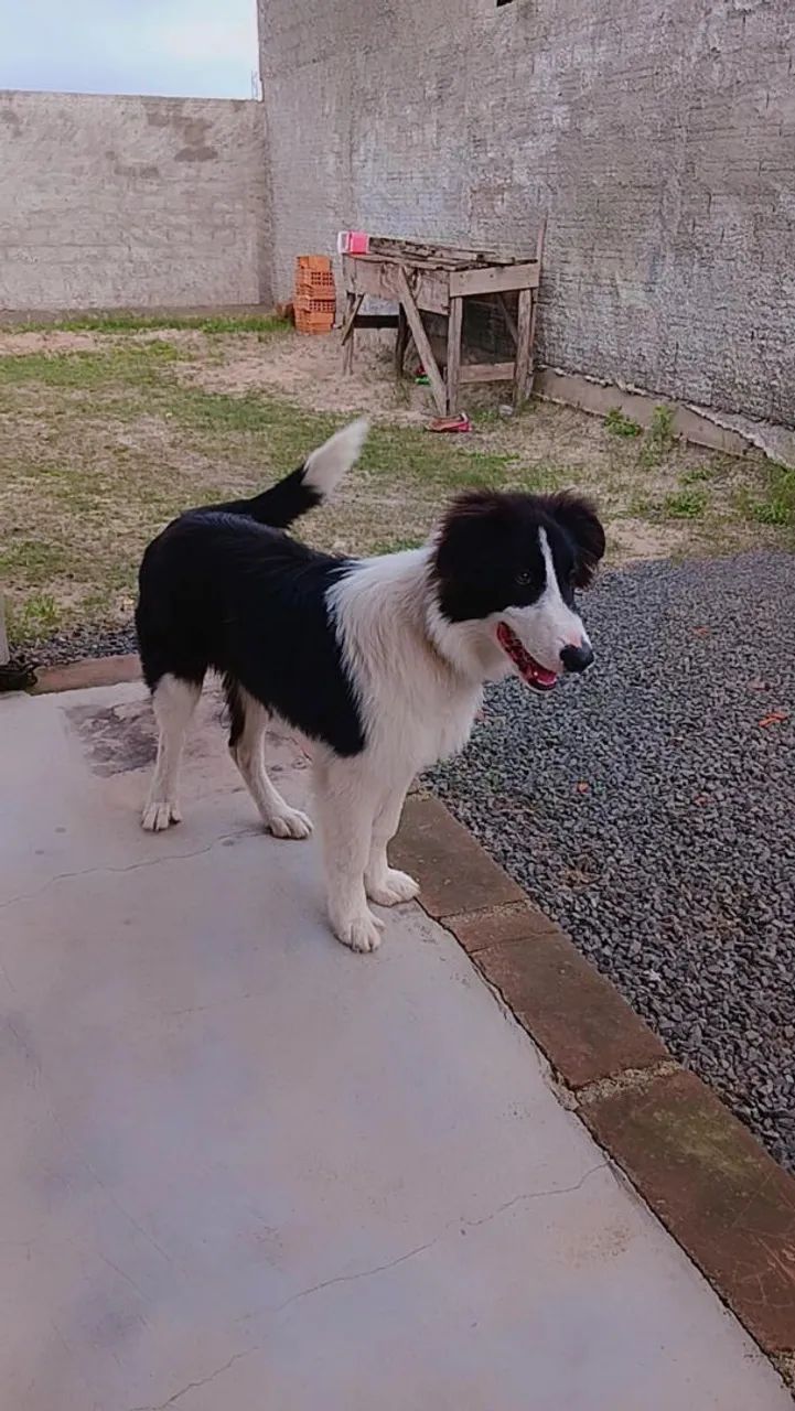 Troco Border Colli - Foto 4