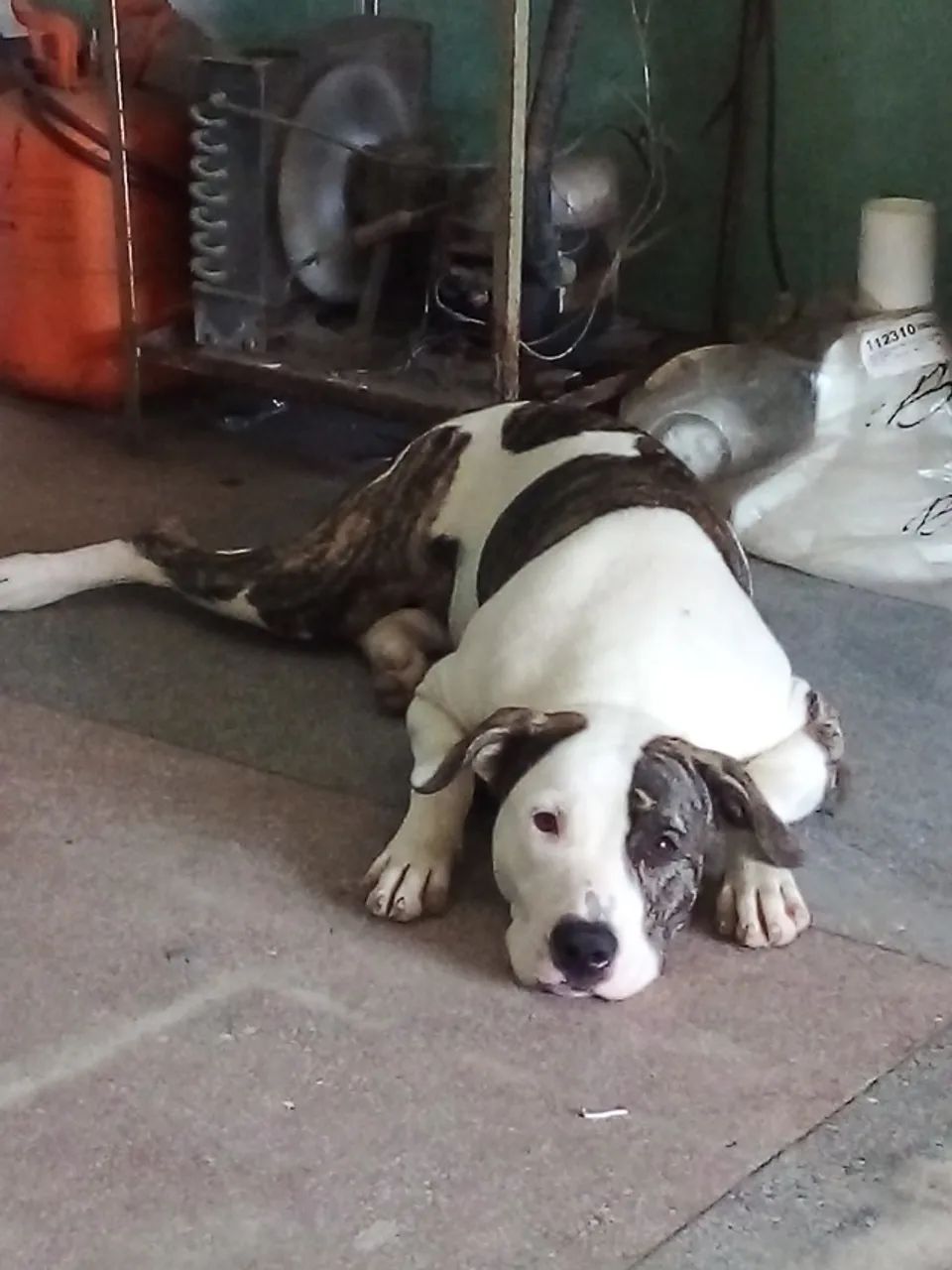 Cachorro  - Foto 2