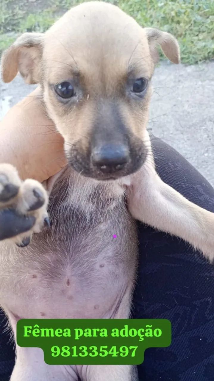 Filhotes para adoção responsável  - Foto 3