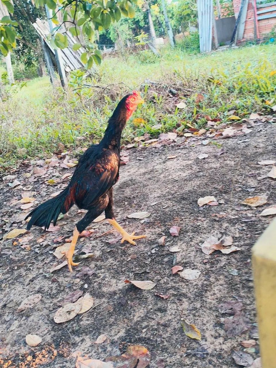Vendo um frango indiano - Foto 5