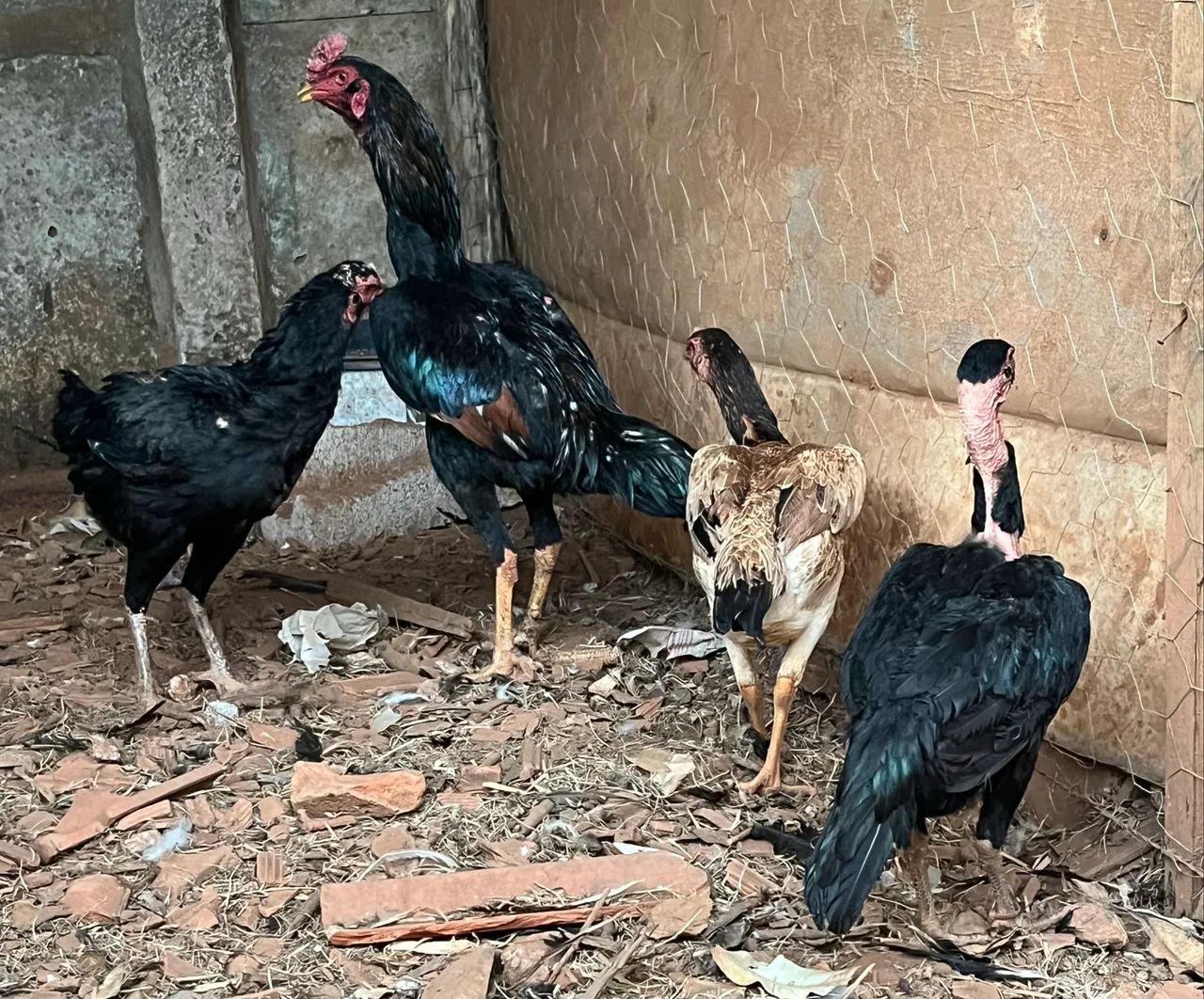 Frango e galinhas Índia  - Foto 4