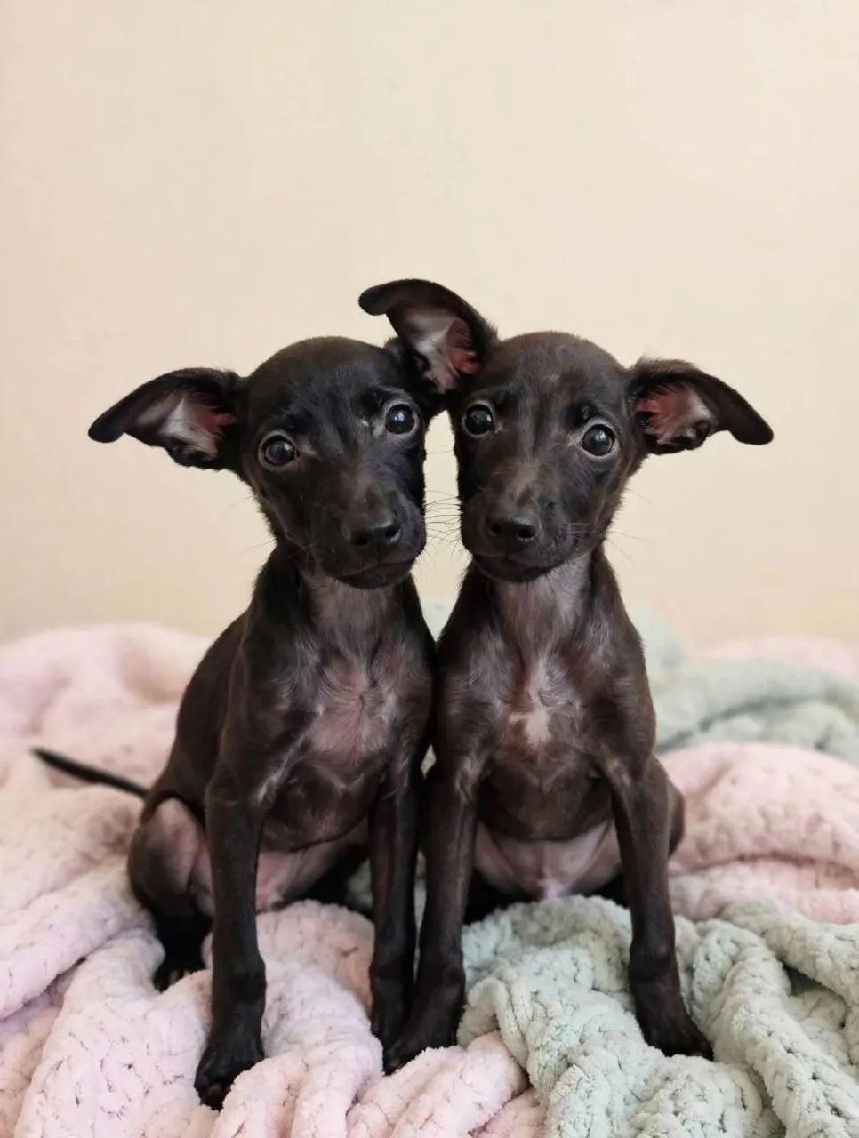 Cachorros