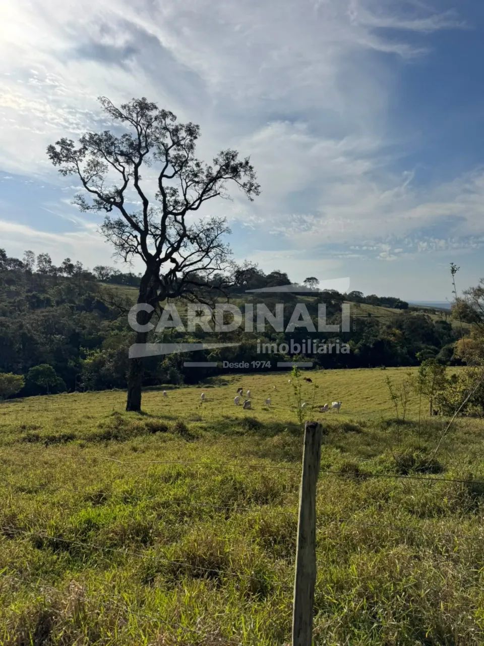 Área Rural à Venda em Itirapina/SP - Foto 3