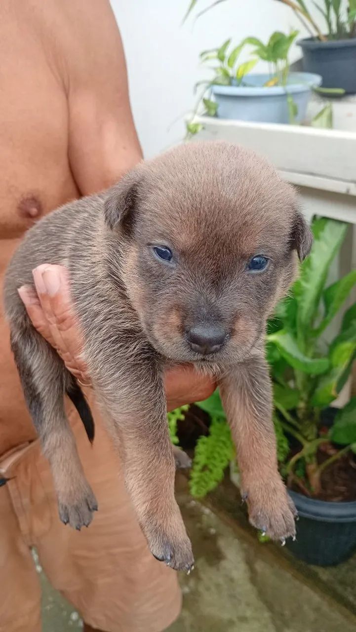 Chow Chow mestiços leia o anúncio  - Foto 4