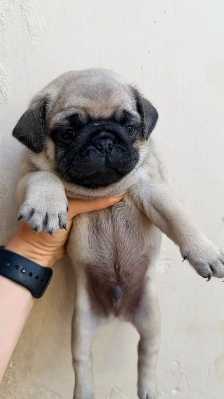 Cachorro  - Foto 3