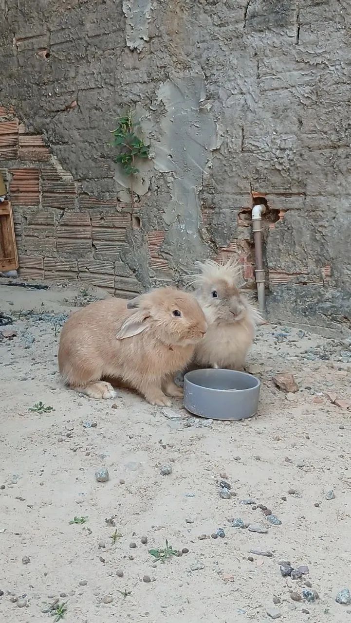 Coelhos  - Foto 3