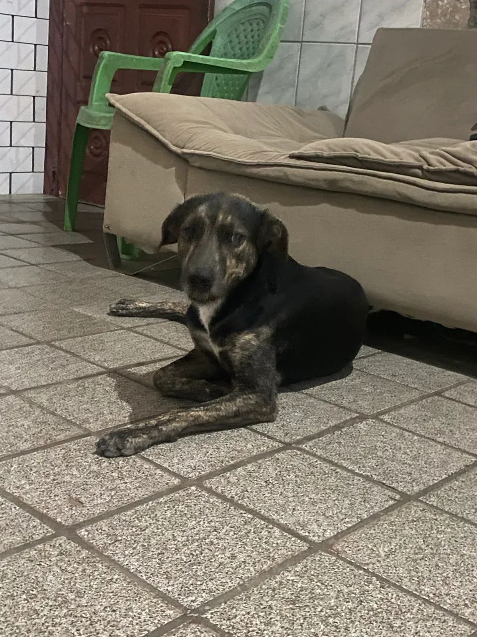 Doação de cachorro  - Foto 4