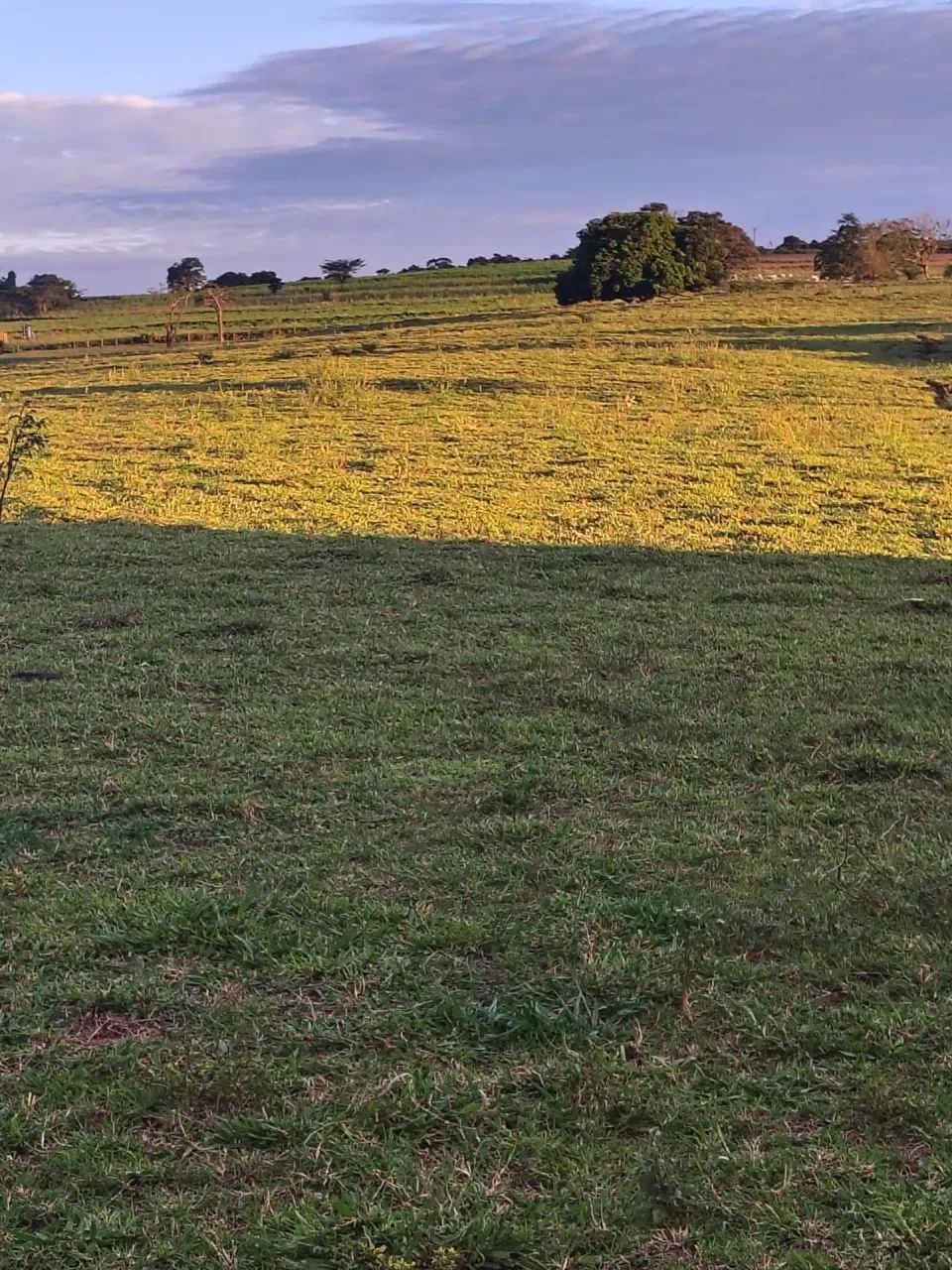 Bom para café ,abacate - Foto 4