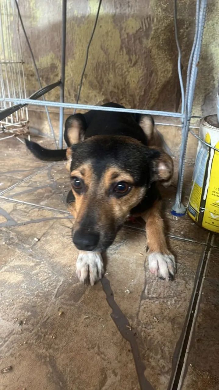 Cachorros - Foto 4