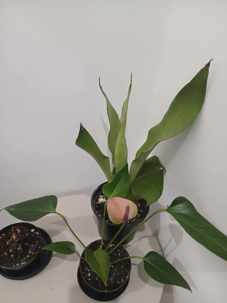 Plantas - Foto 3