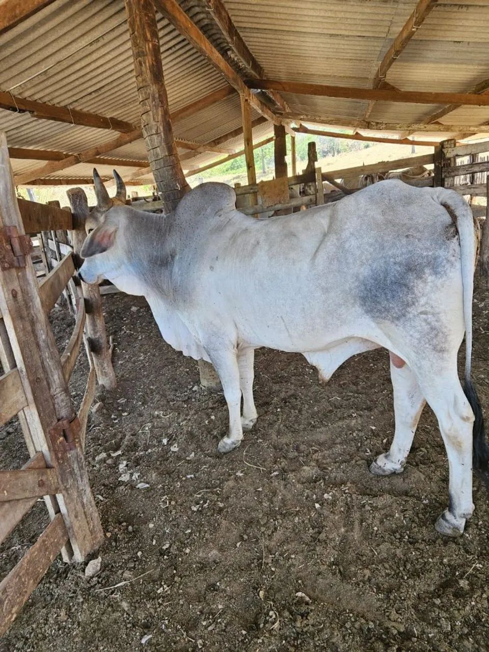 Touros  - Foto 2