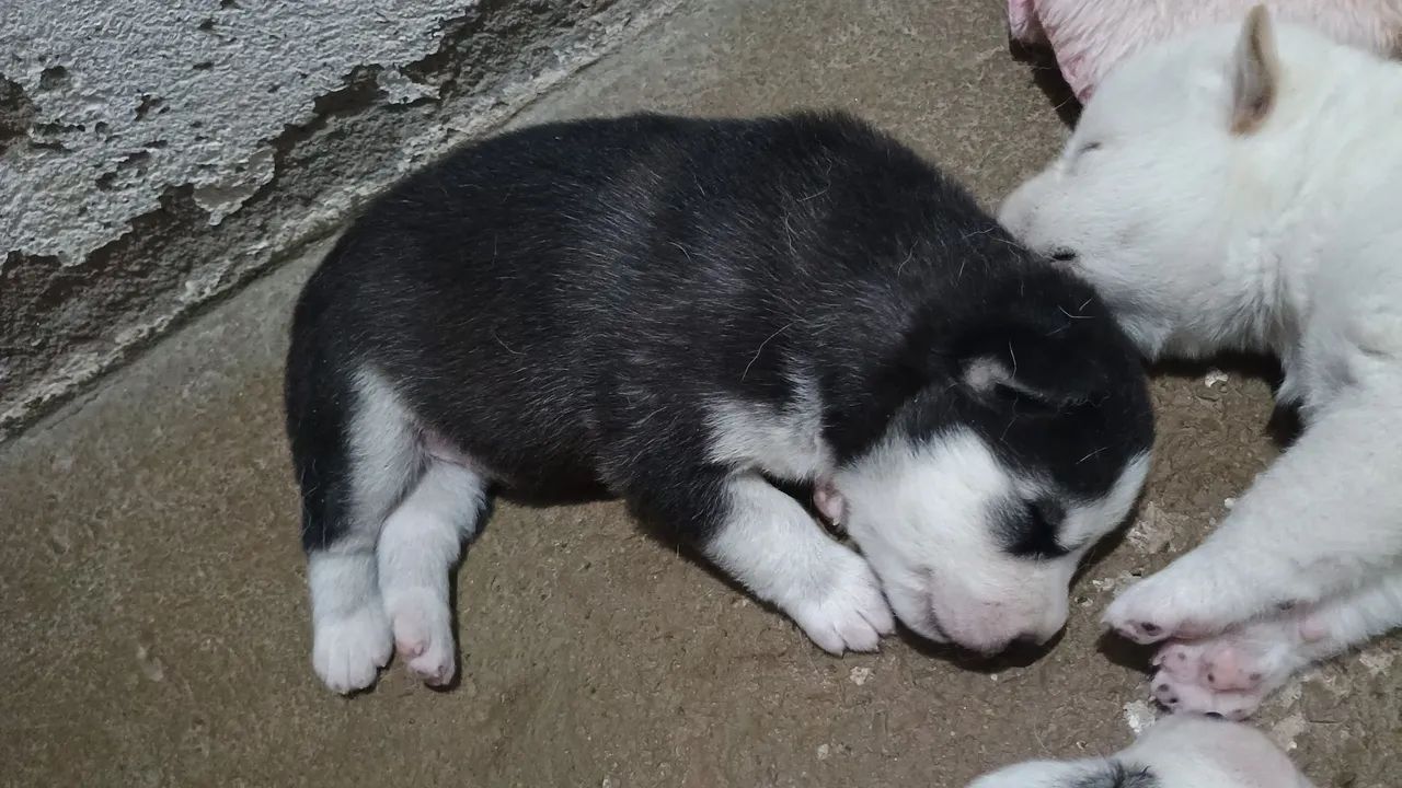 Husky siberiano - Foto 5