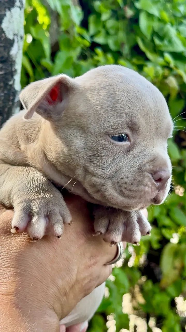 Filhotes de American Bully  - Foto 3