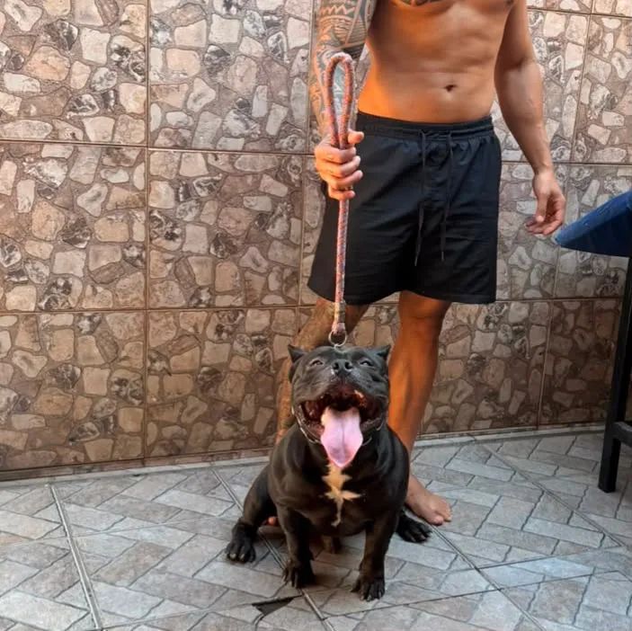American bully  - Foto 2