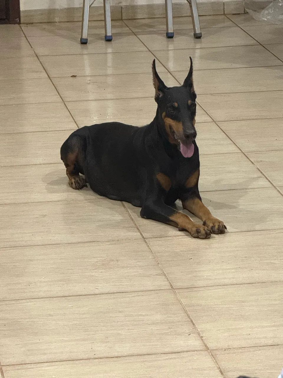Doberman com pedigree  - Foto 2