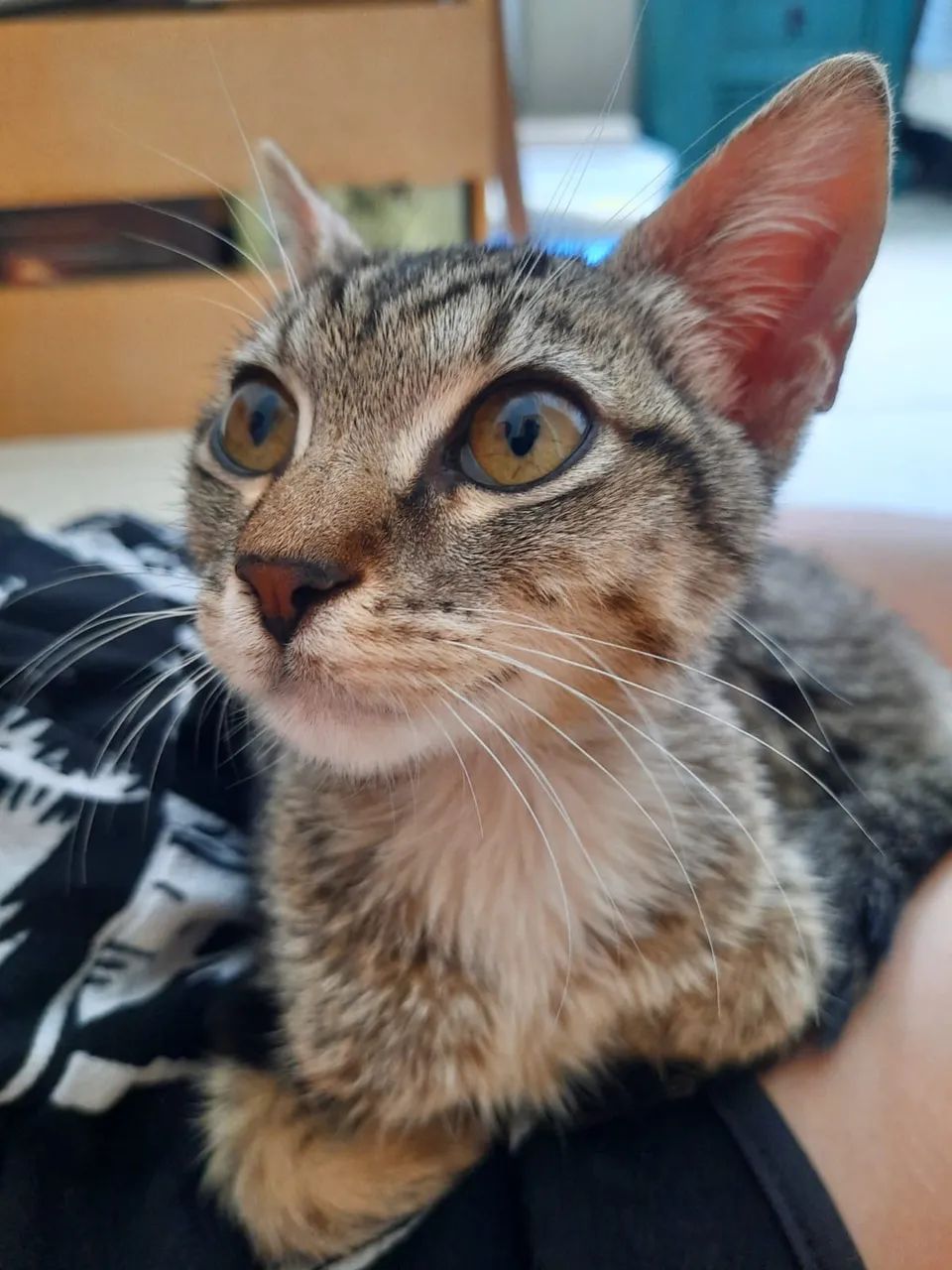 Gatinha para adoção  - Foto 2