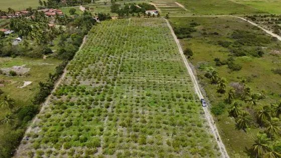 Granja com 12 hectares em punau - Foto 3