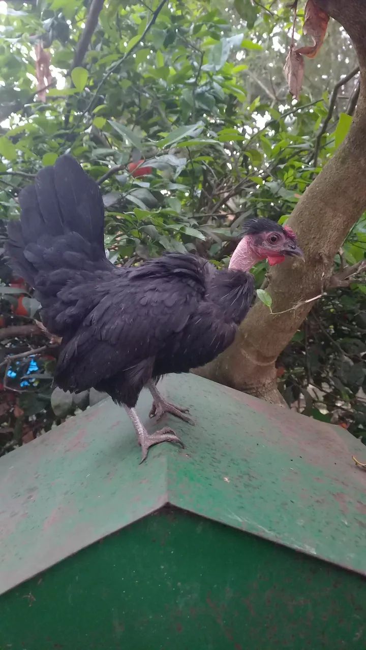 Vende-se Garnizes  - Foto 4
