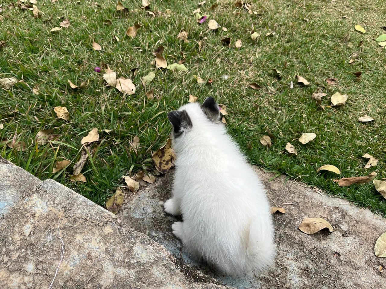 Pomsky macho f3 - Foto 3