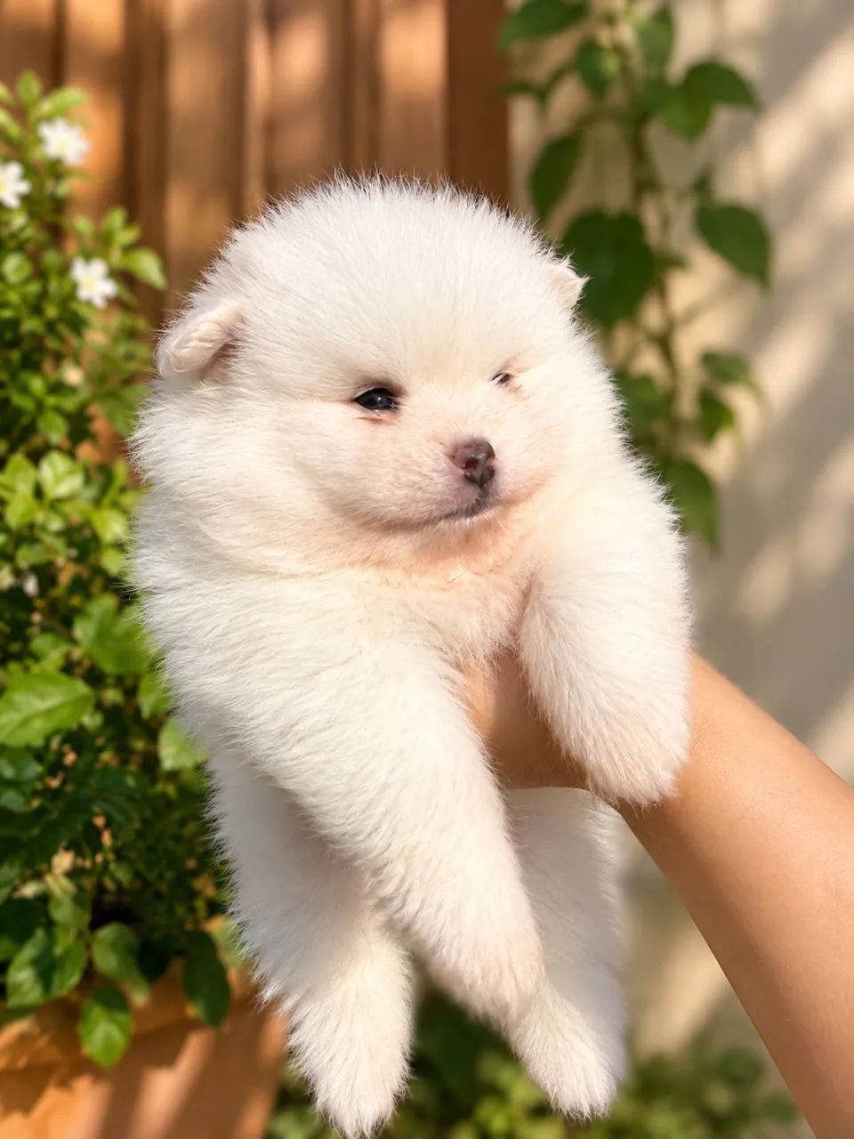 SPITZ ALEMÃO MACHO - ALTÍSSIMO PADRÃO  - Foto 3