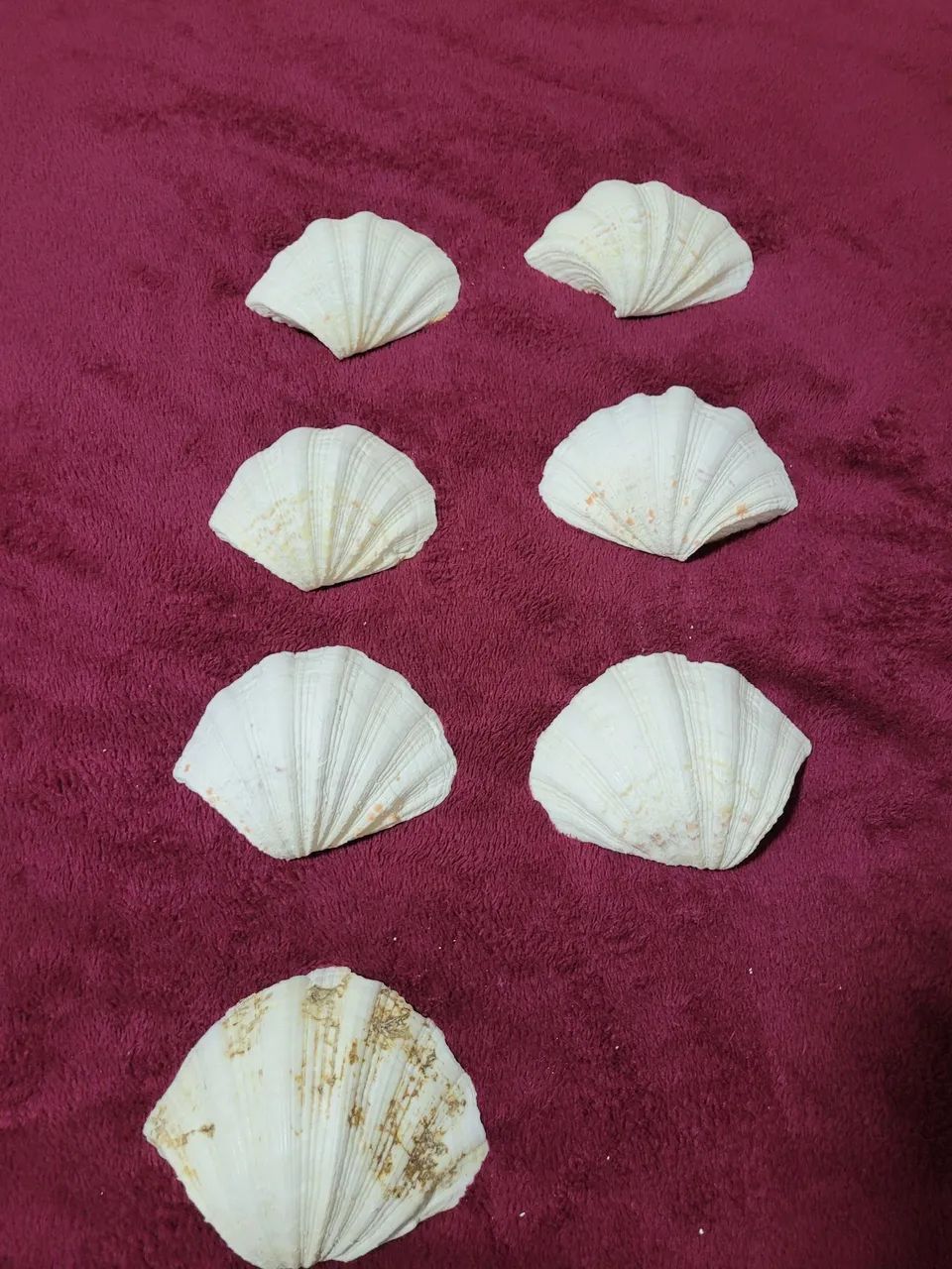 Conchas Hippopus hippopus conjunto  - Foto 2