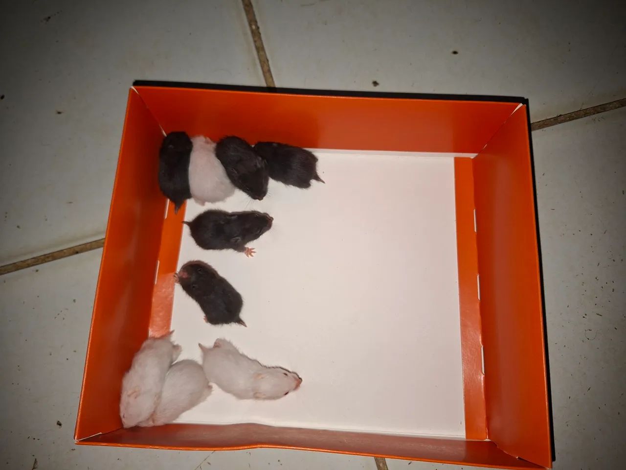 Hamster a venda  - Foto 4