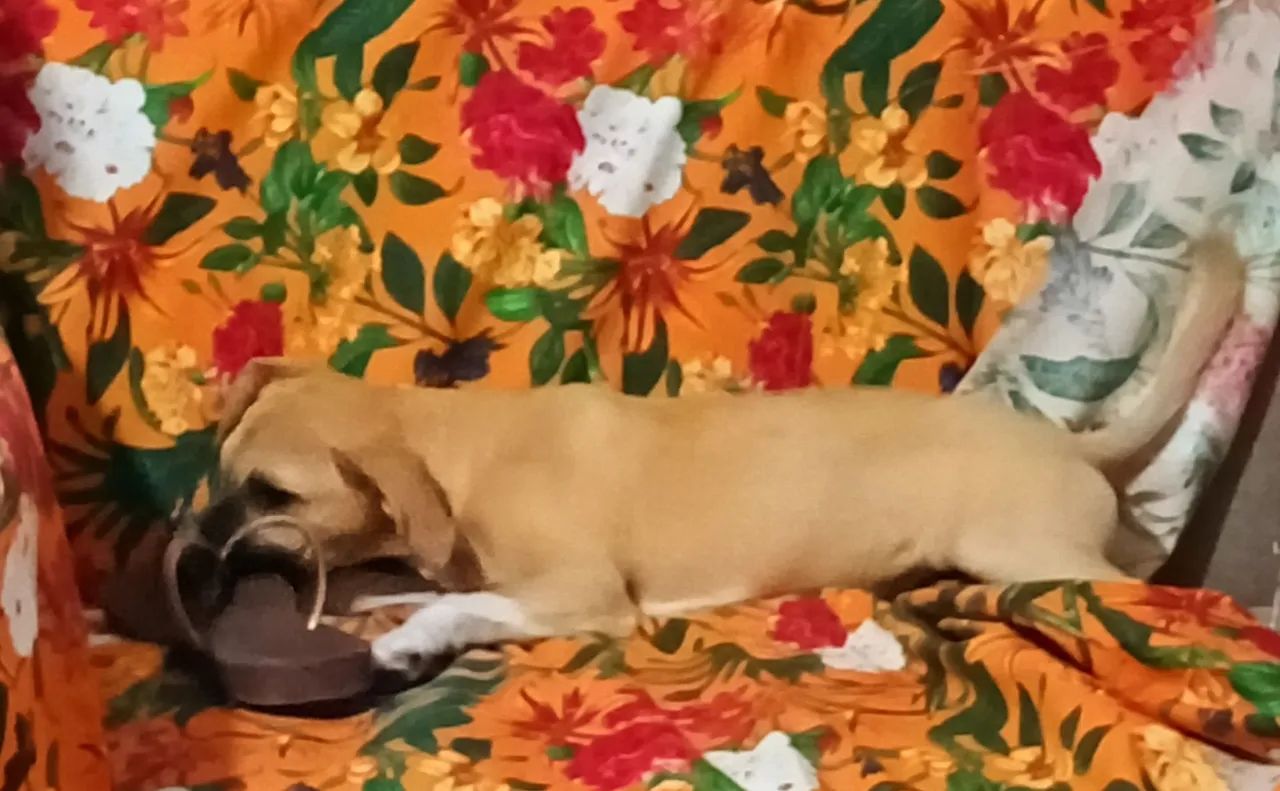 Cachorrinha para adoção  - Foto 4