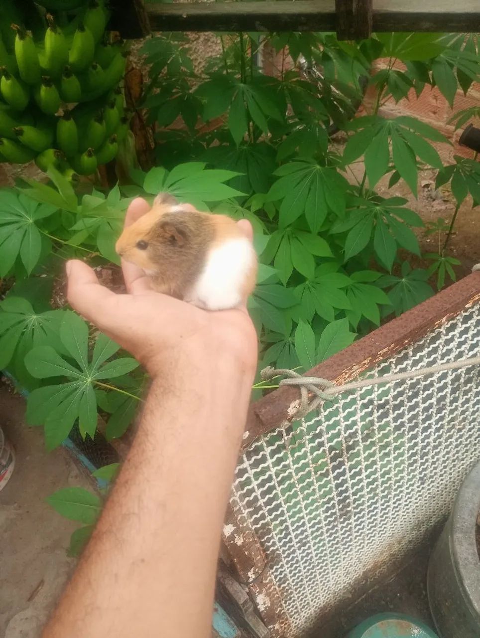 Porquinhos da índia filhotes  - Foto 3