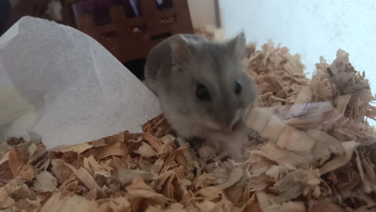 Hamster anão russo com terrario e gaiola + sementes e pedras