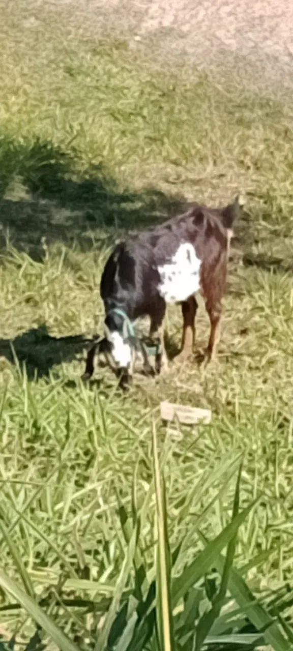 Vendo cabra  - Foto 3
