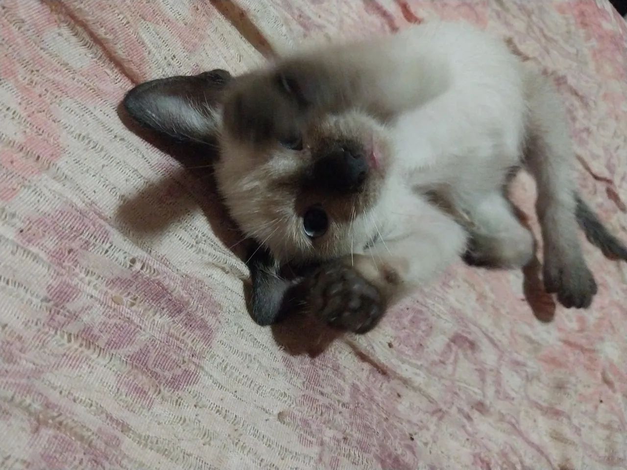 Gato - macho 2 meses (adoção responsável) - Foto 3