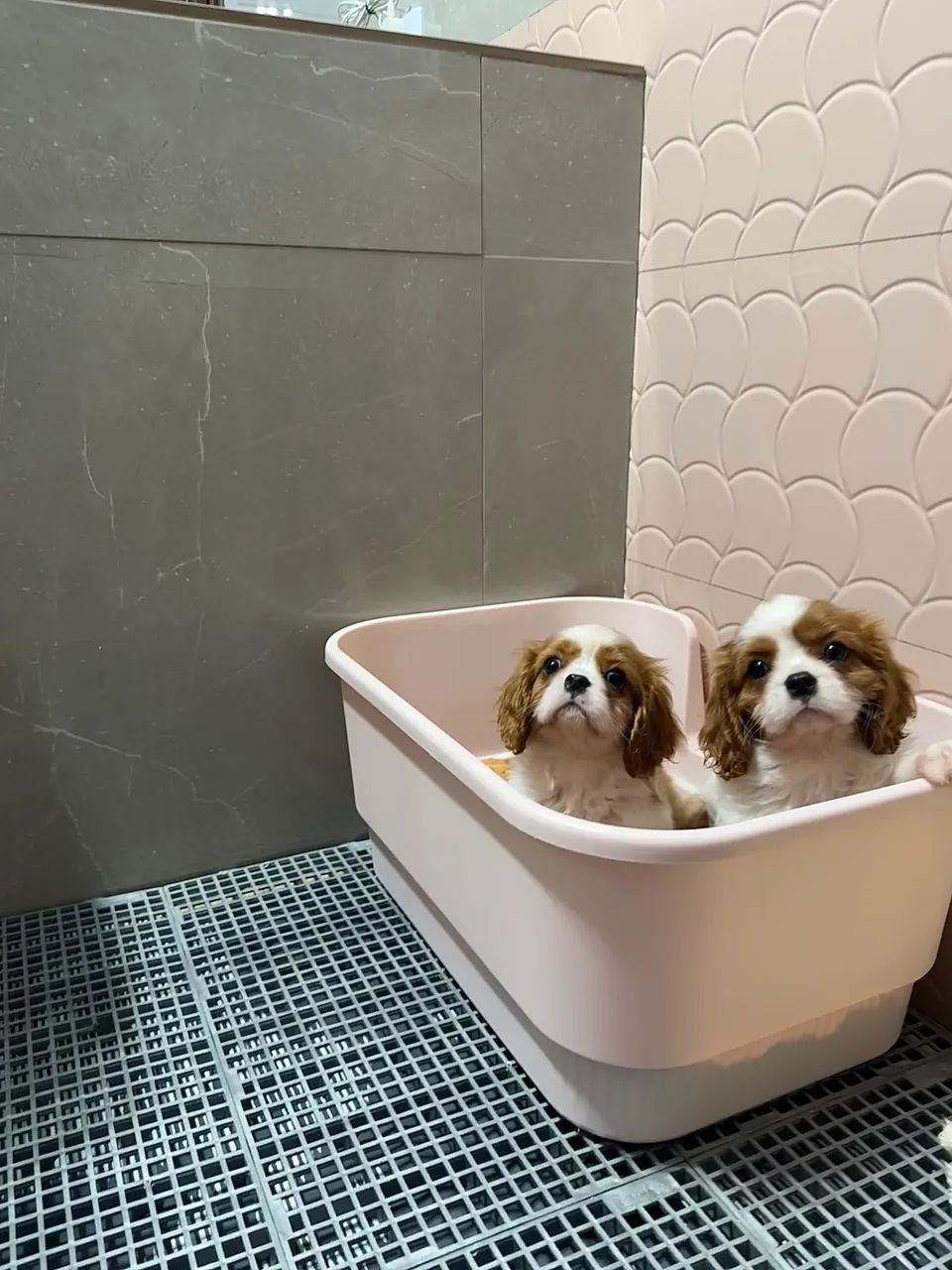Cavalier King Charles Spaniel