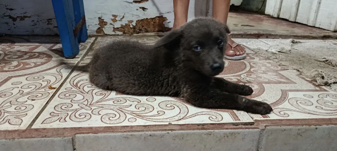 Adoção Responsável - Foto 4