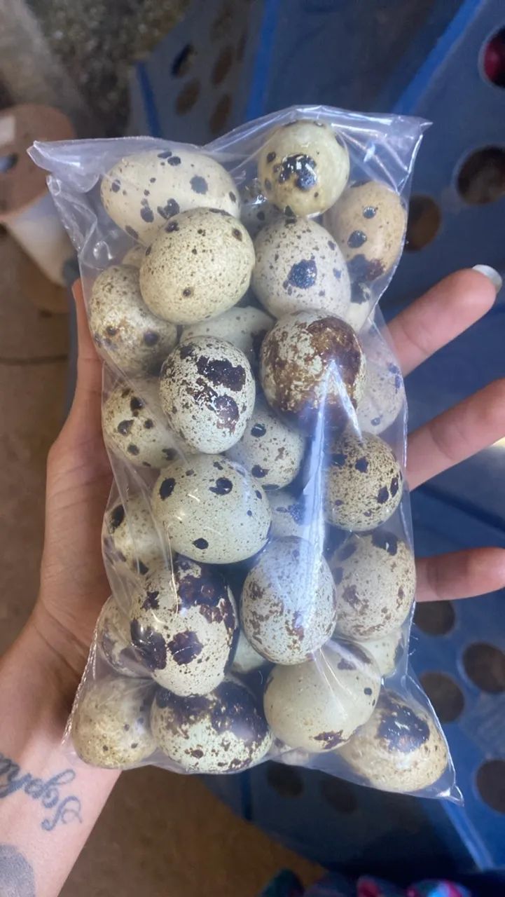 Ovos de codornas gigantes para consumo - Foto 3