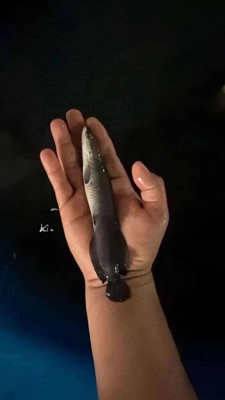 Vendo alevyn0 de pir@rucu 