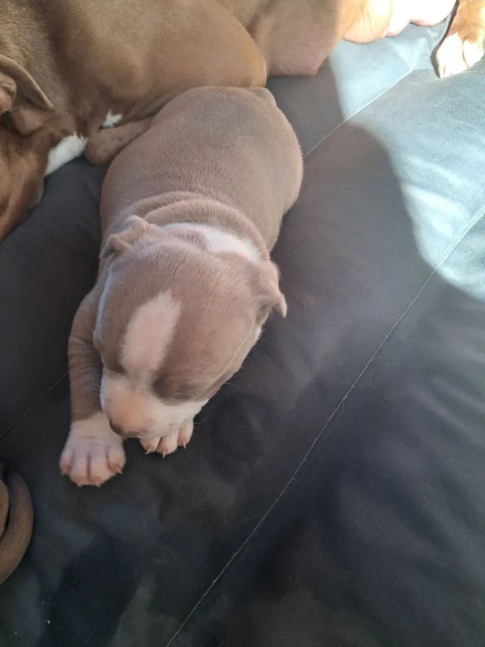 Cachorro  Pitbull 
