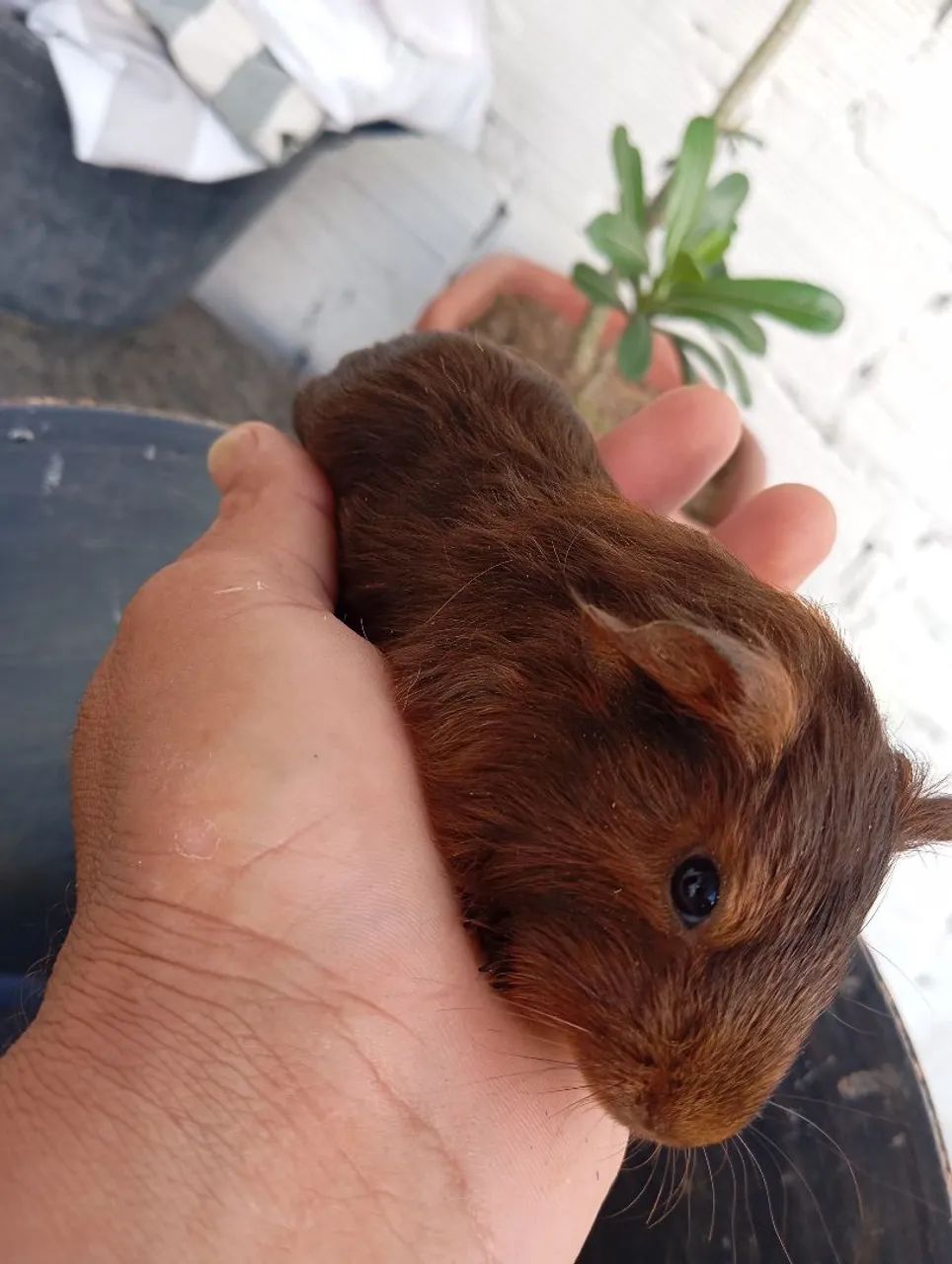 Vendo filhote de porquinho da índia  - Foto 2