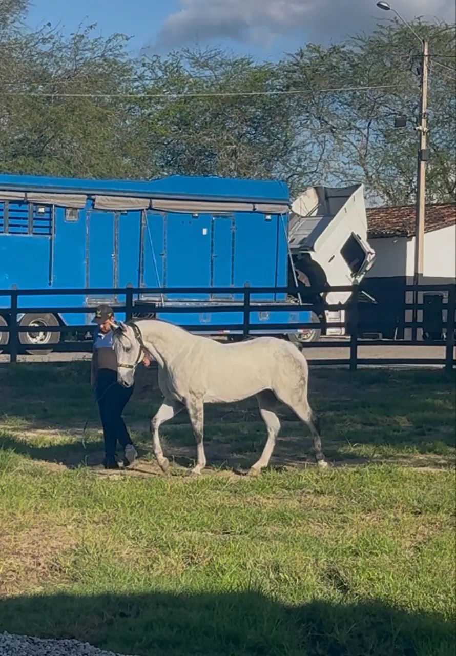 Cavalo QM puro com documento  - Foto 5