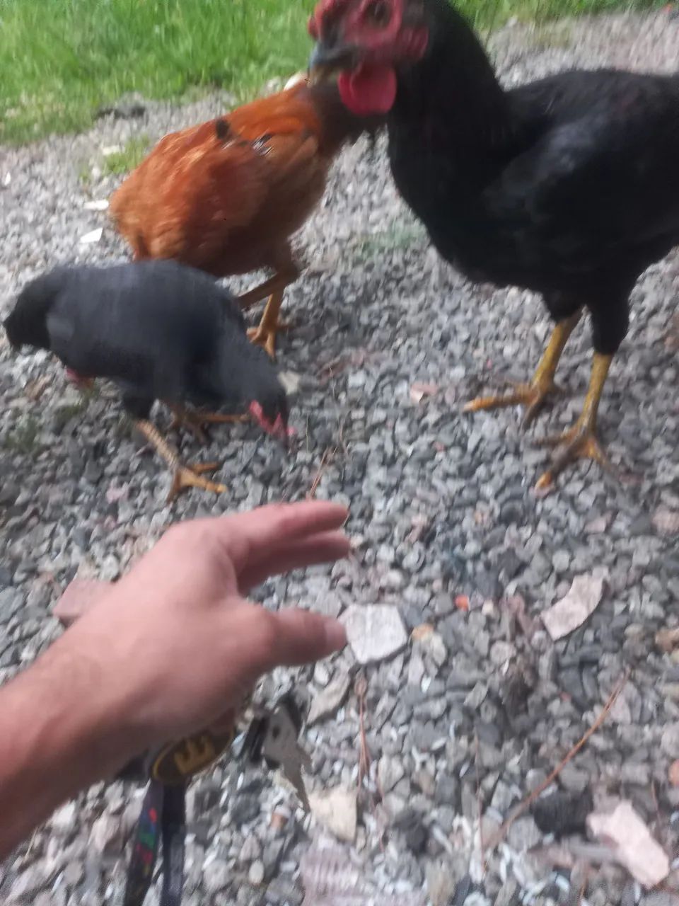 Galo caipira, dócil come na mão. - Foto 3