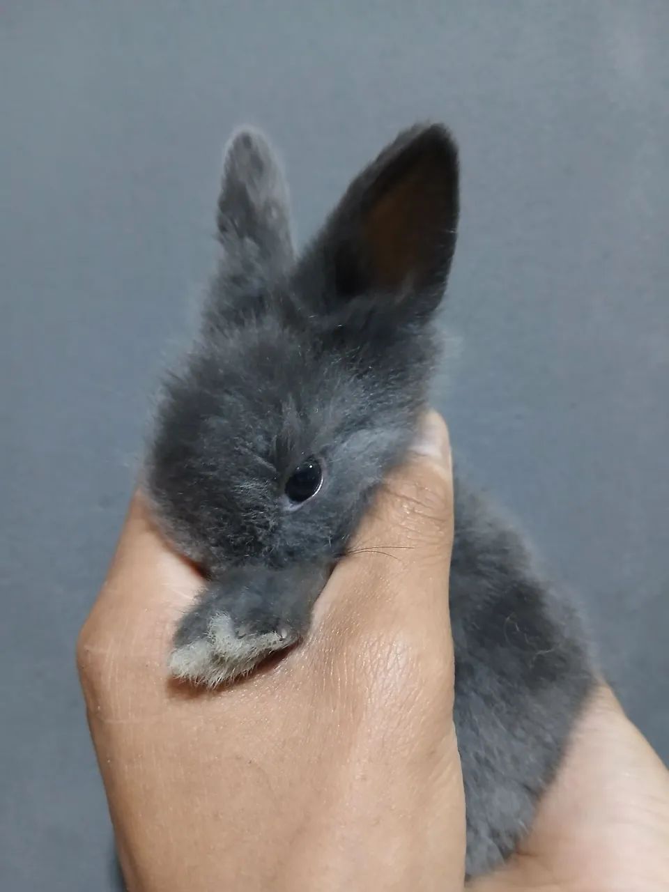 Coelho mini Lion  - Foto 2