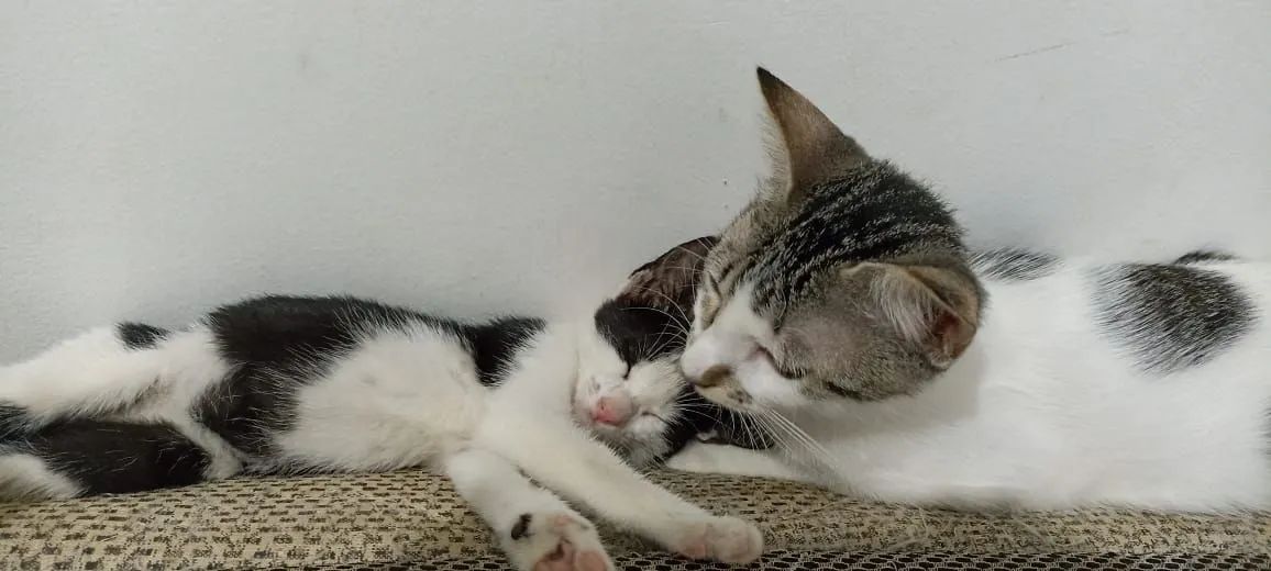 Gatinhos para Adoção  - Foto 6